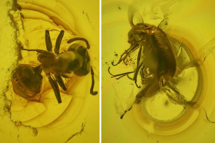 Fossil Beetle, Ant and Spider in Baltic Amber #207505